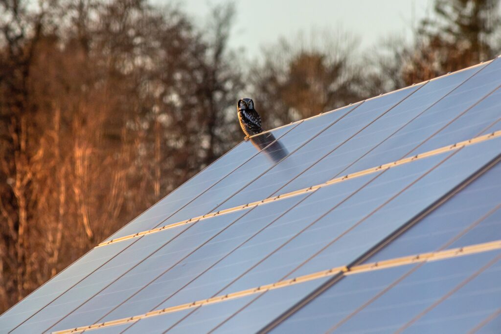 Solar PV panels installed on a roof with an owl perched on the corner.